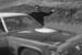 2009Tbird_032m
